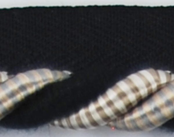 PR81775_Q28